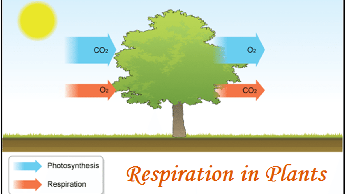 Diagram Of Respiration In Plants